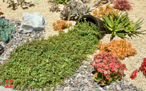 11.Drought Tolerant Landscaping