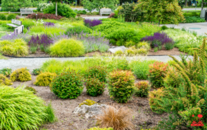 14.Native Plant Landscaping