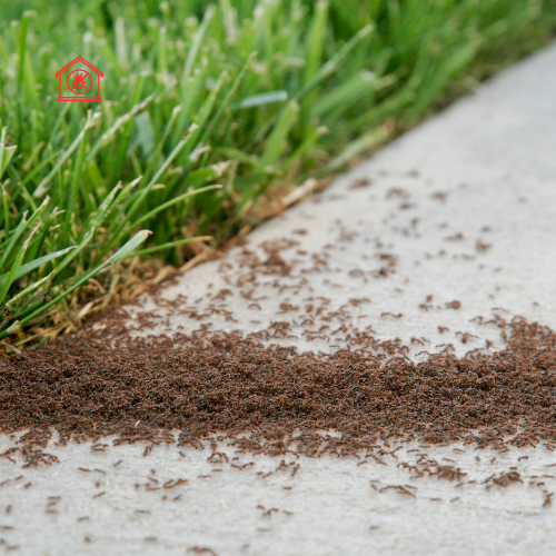 Ant Extermination