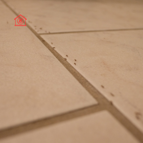 Ant Extermination (2)