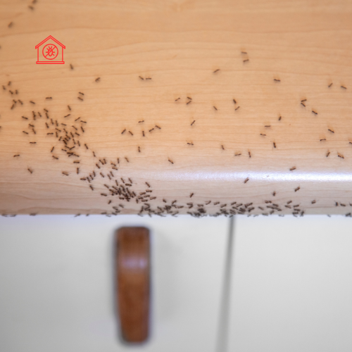 Ant Extermination (3)