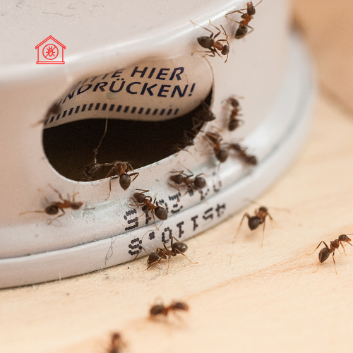 Ant Extermination (5)
