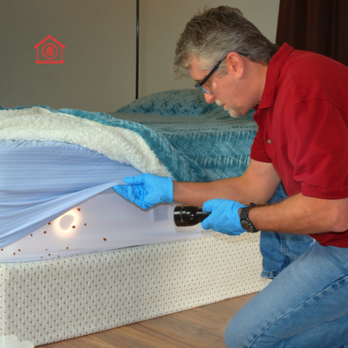 Bed Bug Treatment (5)