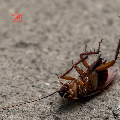 Cockroach Control