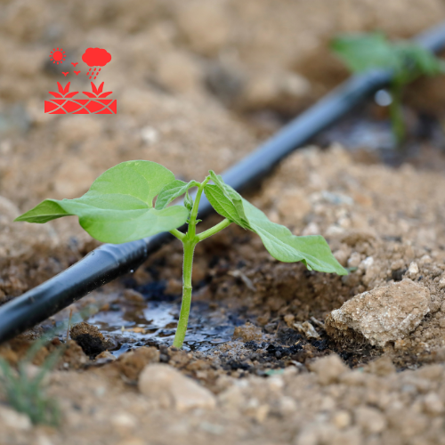 Drip Irrigation Systems
