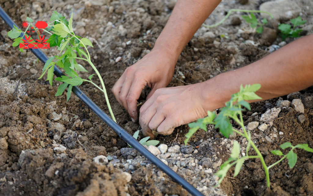 Drip Irrigation Systems