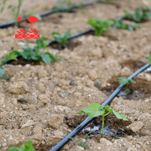 Drip Irrigation Systems (3)