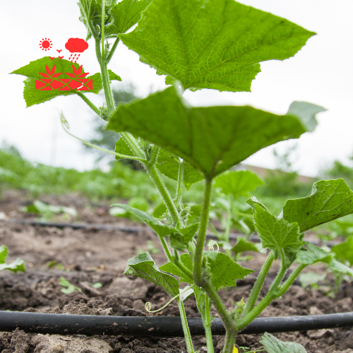 Drip Irrigation Systems (5)