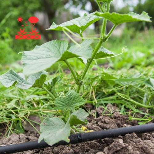 Drip Irrigation Systems (7)