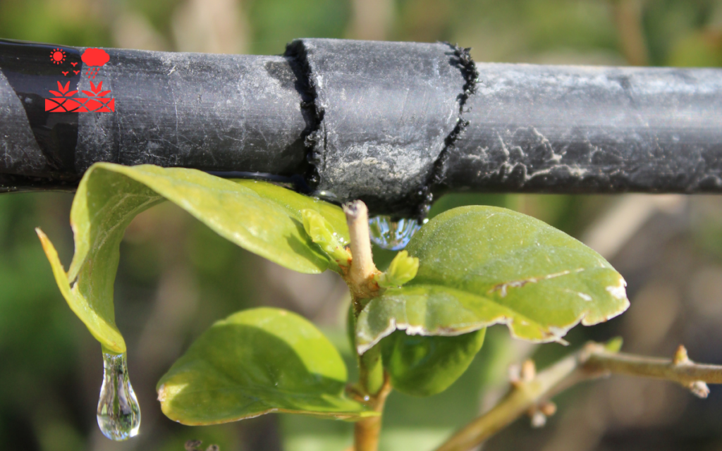 Drip Irrigation Systems (7)