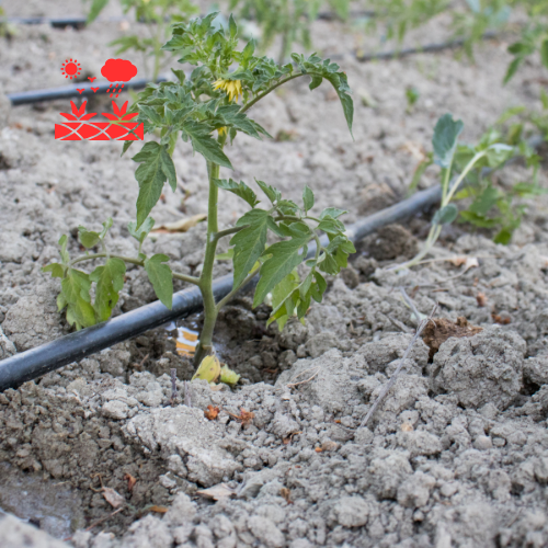 Drip Irrigation Systems (8)