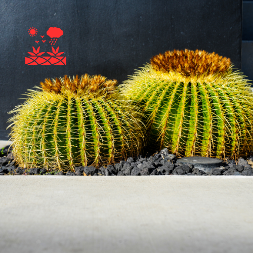 Drought Tolerant Landscaping