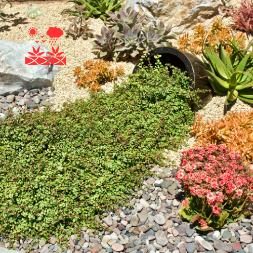 Drought Tolerant Landscaping (2)
