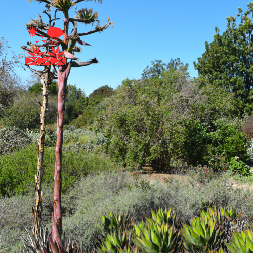 Drought Tolerant Landscaping (4)