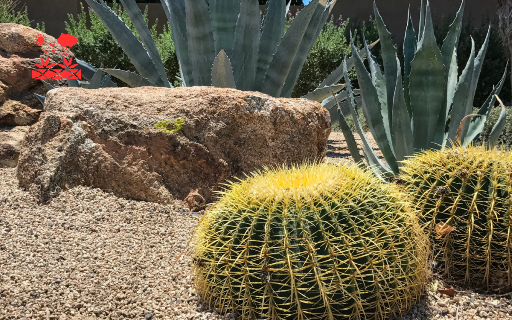 Drought Tolerant Landscaping (4)
