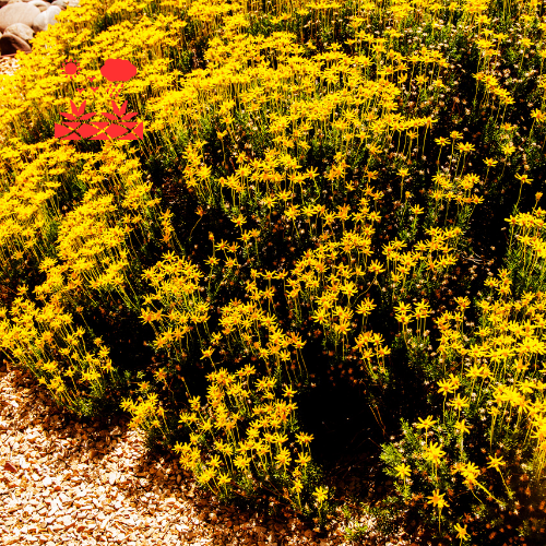 Drought Tolerant Landscaping (5)