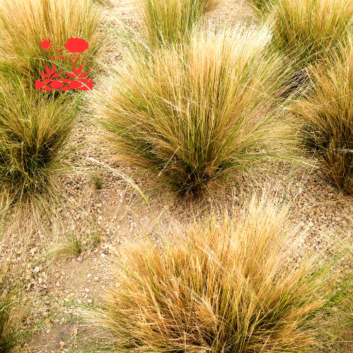 Drought Tolerant Landscaping (6)