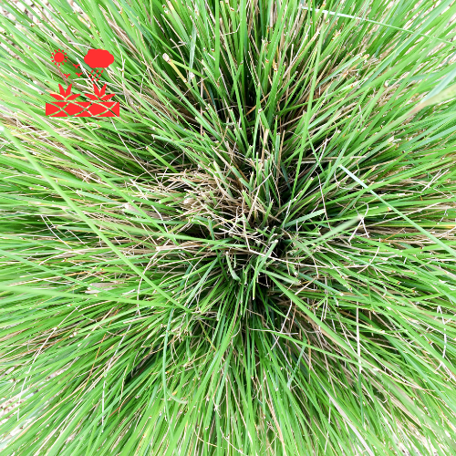 Drought Tolerant Landscaping (7)