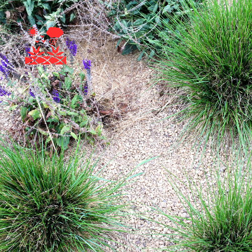 Drought Tolerant Landscaping (8)