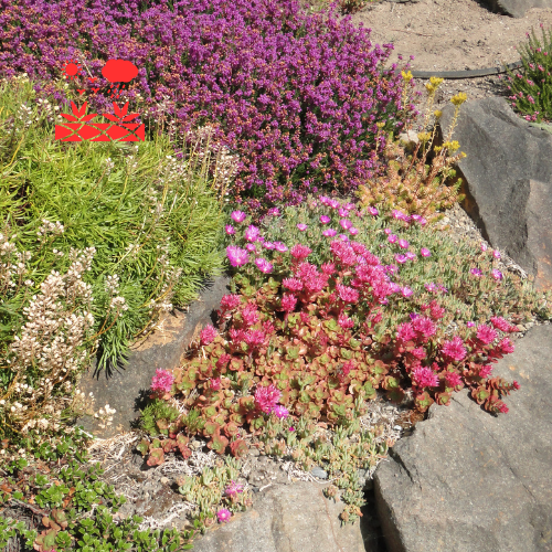 Drought Tolerant Landscaping (9)