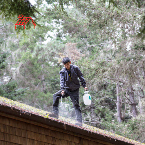 Moss Removal From Roof (2)