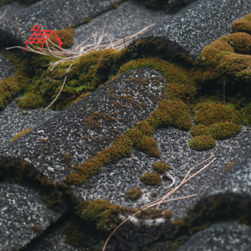 Moss Removal From Roof (5)