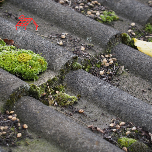 Moss Removal From Roof (8)