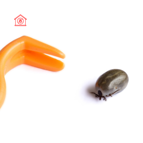 Tick Removal