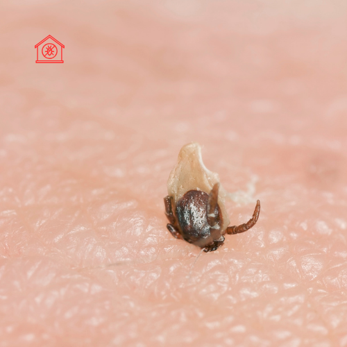Tick Removal (3)