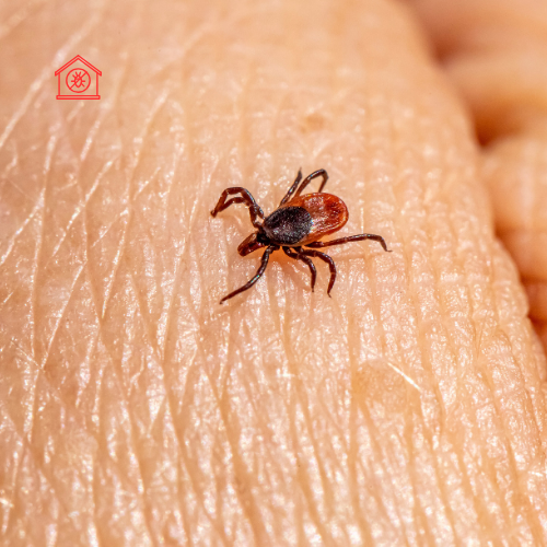Tick Removal (5)