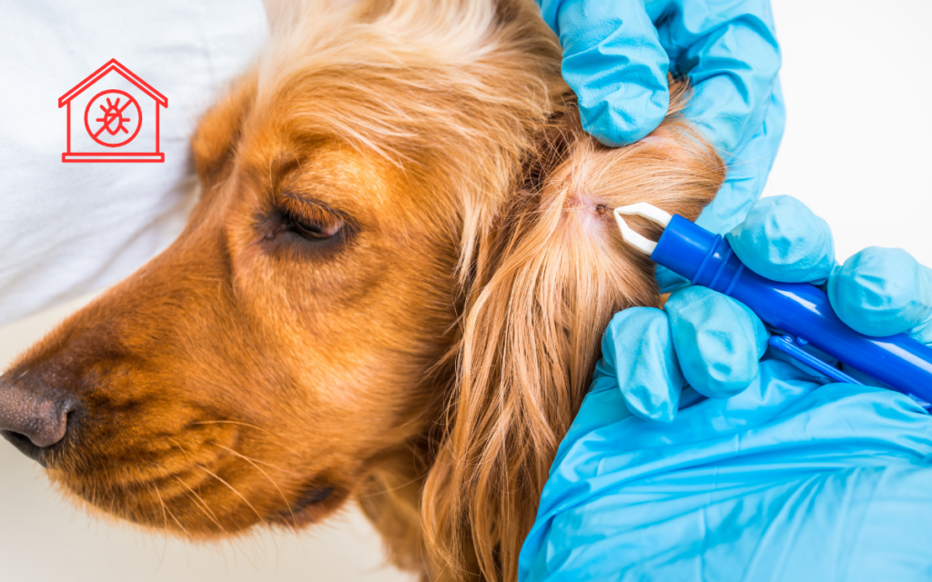 Tick Removal (5)