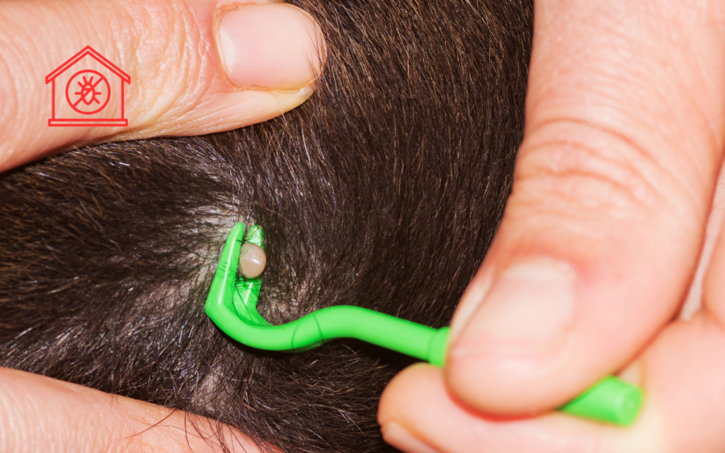 Tick Removal (6)