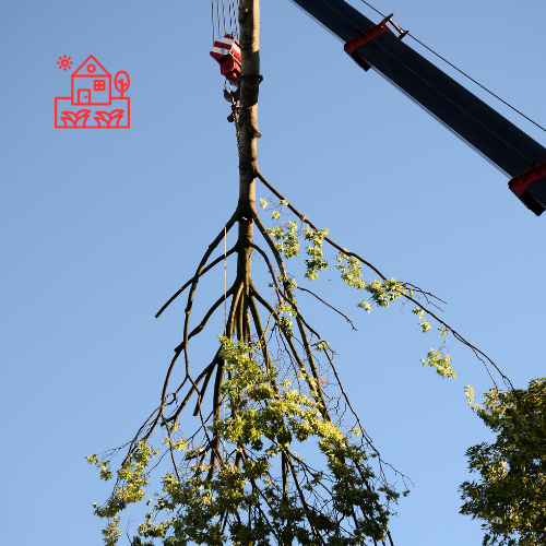 Tree Removal (2)