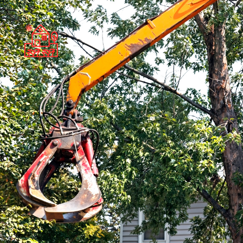 Tree Removal (3)