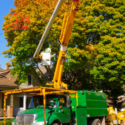 Tree Removal (4)