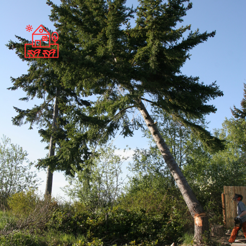 Tree Removal (5)