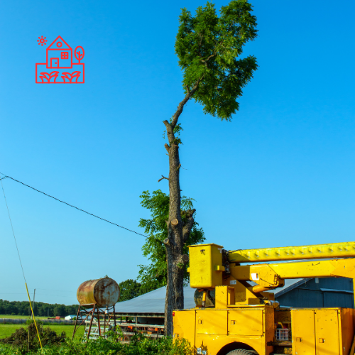 Tree Removal (9)