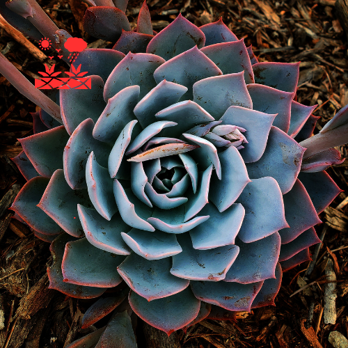 Xeriscape Planning