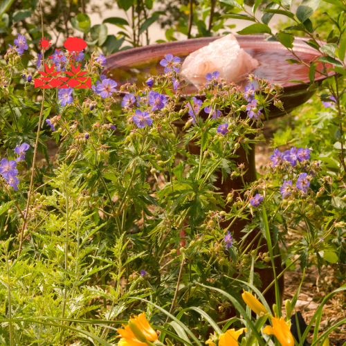 Xeriscape Planning (3)