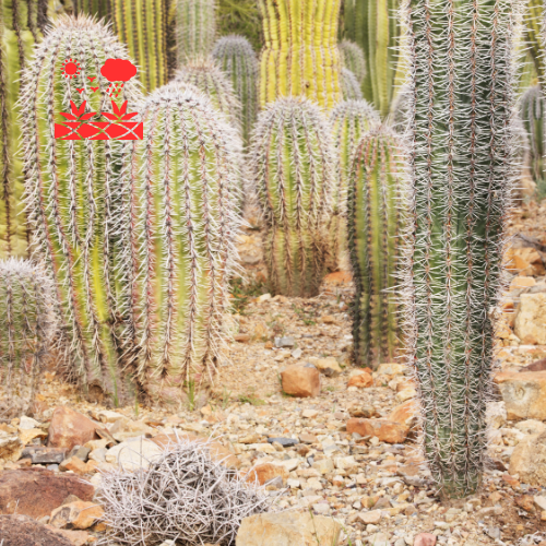 Xeriscape Planning (7)