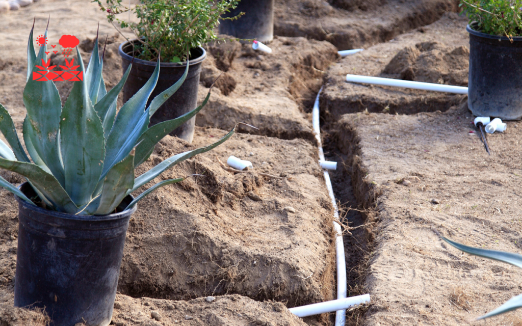 Xeriscape Planning (7)