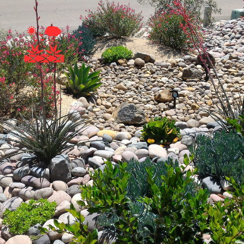 Xeriscape Planning (8)