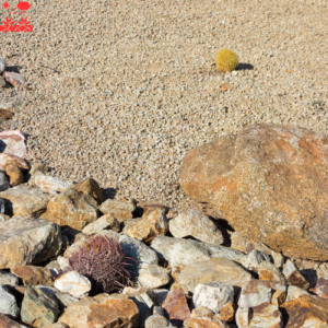 Home Xeriscaping Service (4)