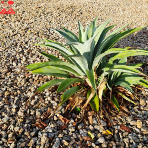 Home Xeriscaping Service (6)